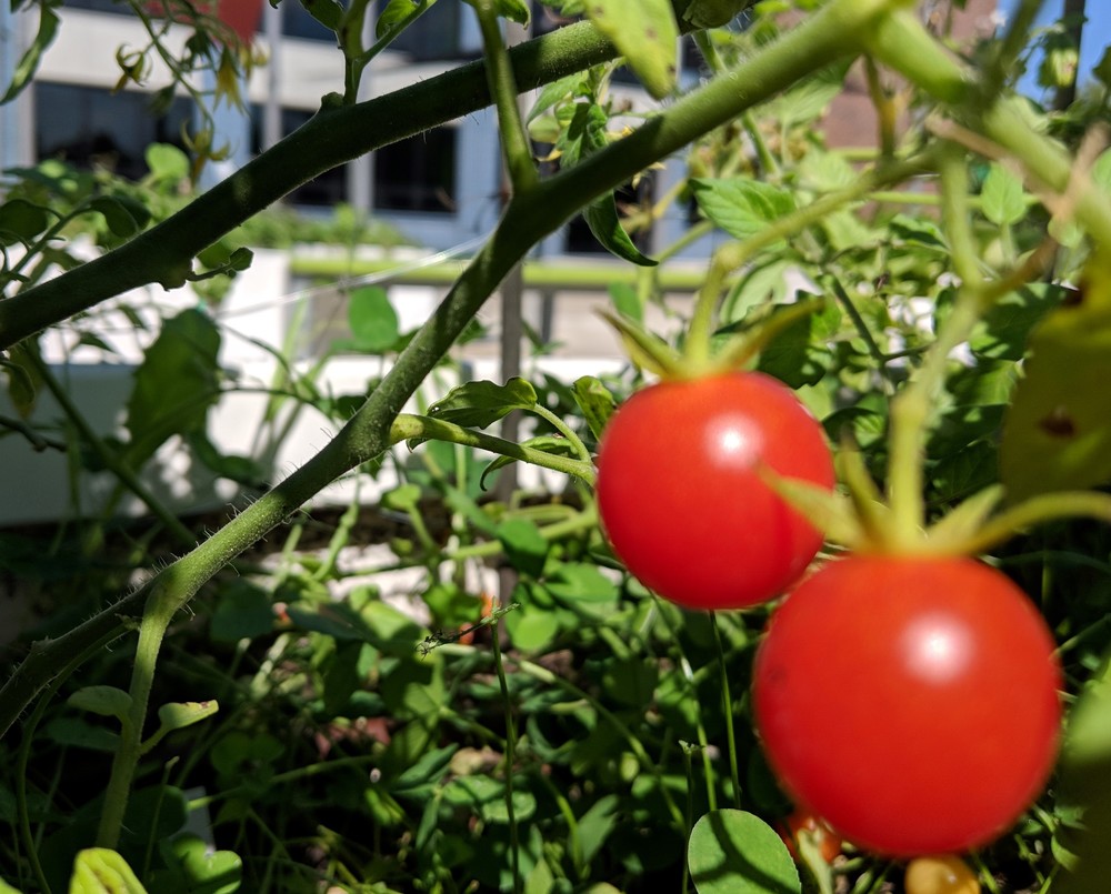 Tomatoes growing in the Duke Learning Garden