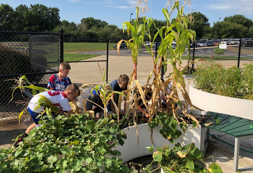 Students harvest the summer planting in the Learning Garden.