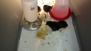 New Kids on the Block!
