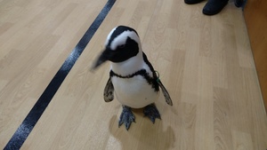 Green Bean the Penguin Visits VB