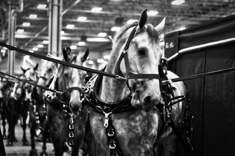 PHS Senior, Grace Miller, earned a 1st place award for her photograph, "Les Chevaux," taken at the Indiana State Fair.