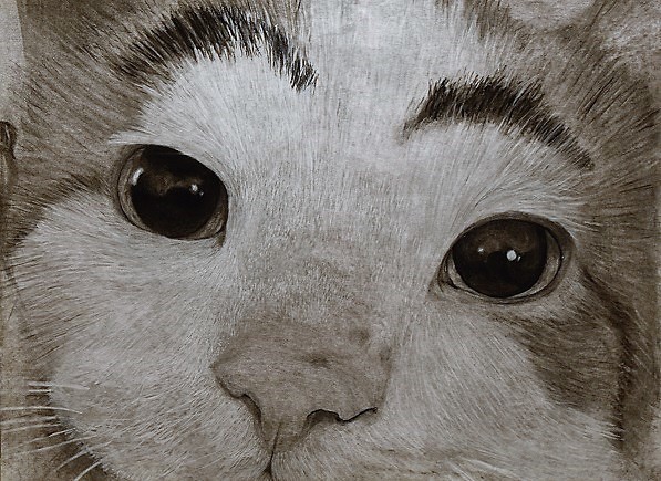 Cover photo: Emma Cooper's pencil drawing, "Eyebrow Cat," represents nearly a semester's worth of work.