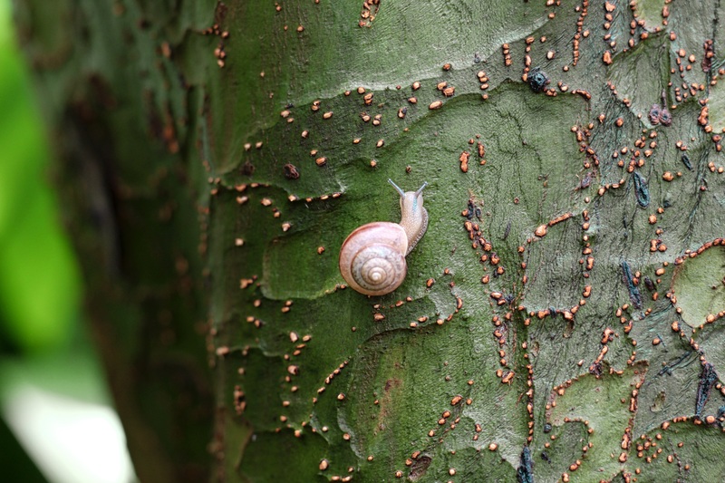 Senior Grace Miller created this photograph, called "Camouflage," when she spotted a tiny snail on the side of a tree.