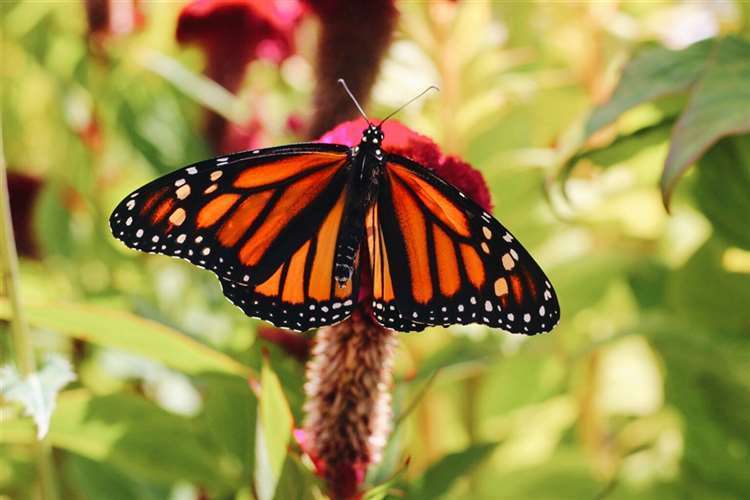 Grace Miller earned an Honorable Mention of her photo of the Monarch butterfly.