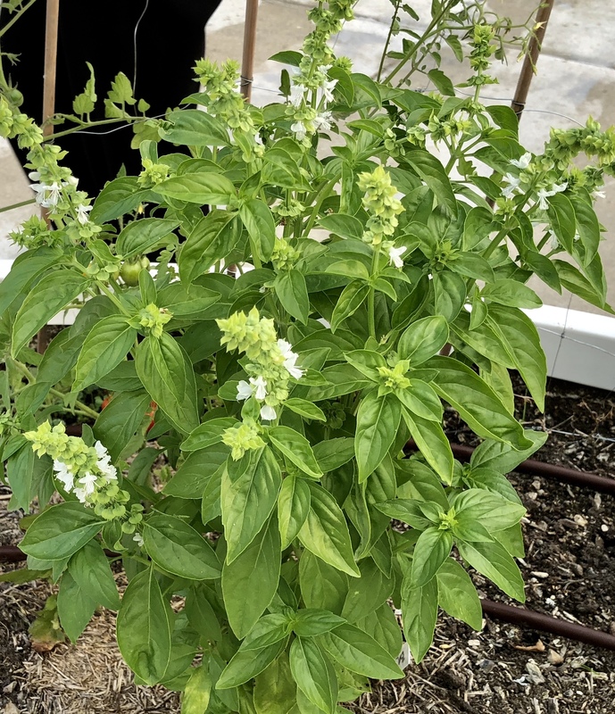 Flowering Basil