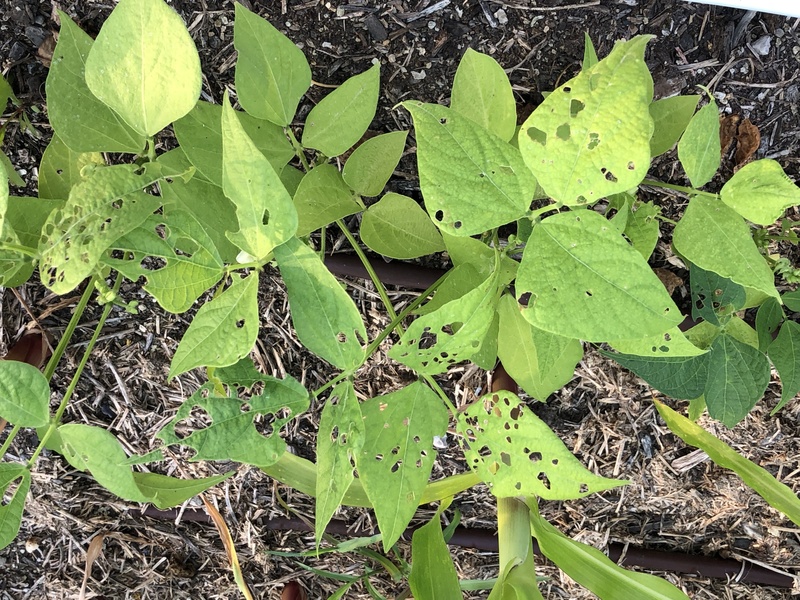 Insect eaten green beans